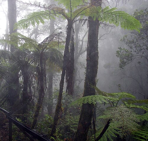 Cloud forest